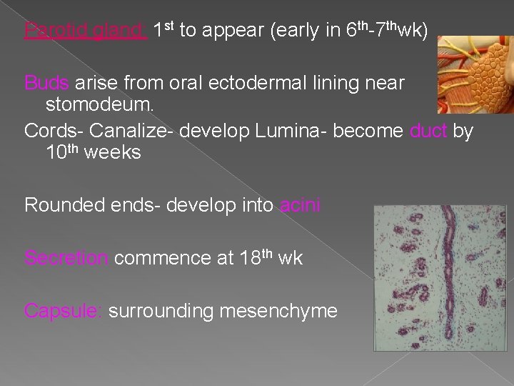 Parotid gland: 1 st to appear (early in 6 th-7 thwk) Buds arise from Parotid gland: 1 st to appear (early in 6 th-7 thwk) Buds arise from
