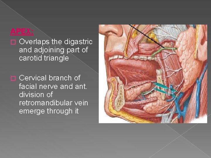 APEX: � Overlaps the digastric and adjoining part of carotid triangle � Cervical branch APEX: � Overlaps the digastric and adjoining part of carotid triangle � Cervical branch