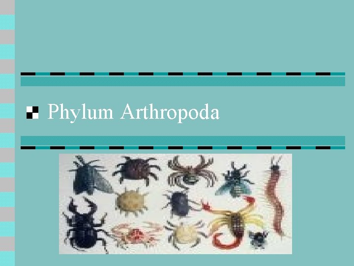 Phylum Arthropoda 