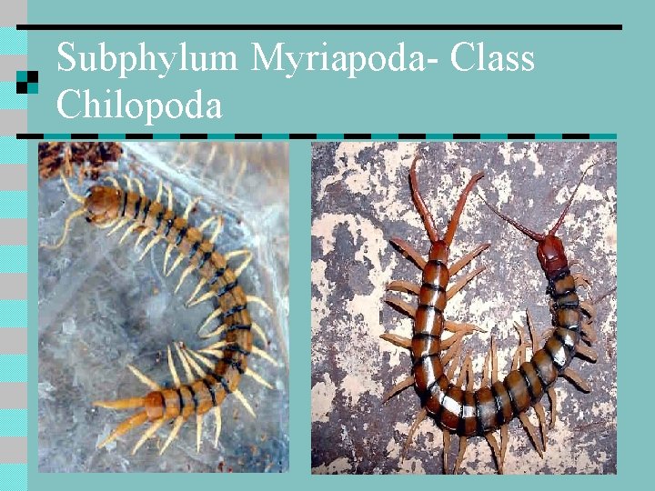 Subphylum Myriapoda- Class Chilopoda 