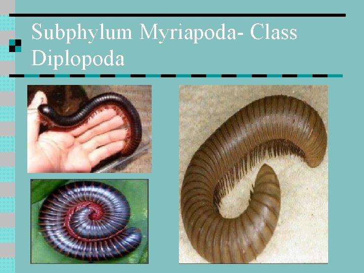 Subphylum Myriapoda- Class Diplopoda 