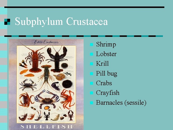 Subphylum Crustacea n n n n Shrimp Lobster Krill Pill bug Crabs Crayfish Barnacles