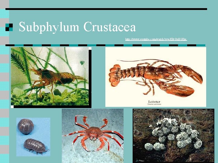 Subphylum Crustacea http: //www. youtube. com/watch? v=e. KPr. Gx. B 1 Kzc 