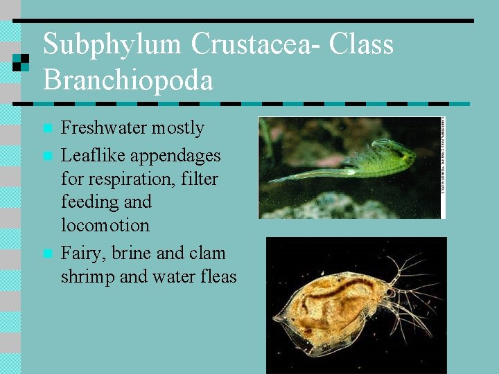 Subphylum Crustacea- Class Branchiopoda n n n Freshwater mostly Leaflike appendages for respiration, filter