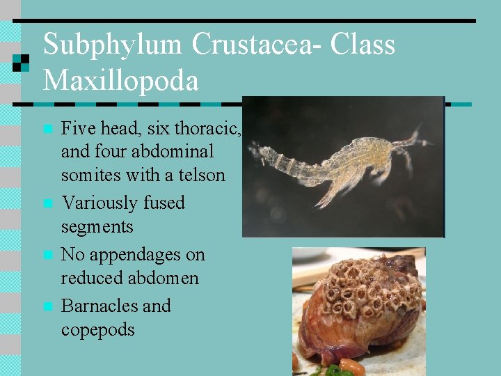 Subphylum Crustacea- Class Maxillopoda n n Five head, six thoracic, and four abdominal somites