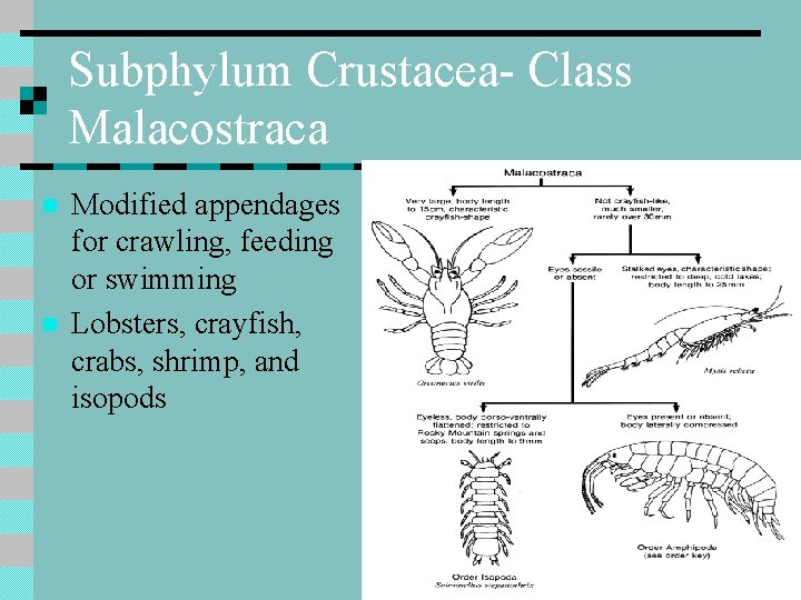 Subphylum Crustacea- Class Malacostraca n n Modified appendages for crawling, feeding or swimming Lobsters,