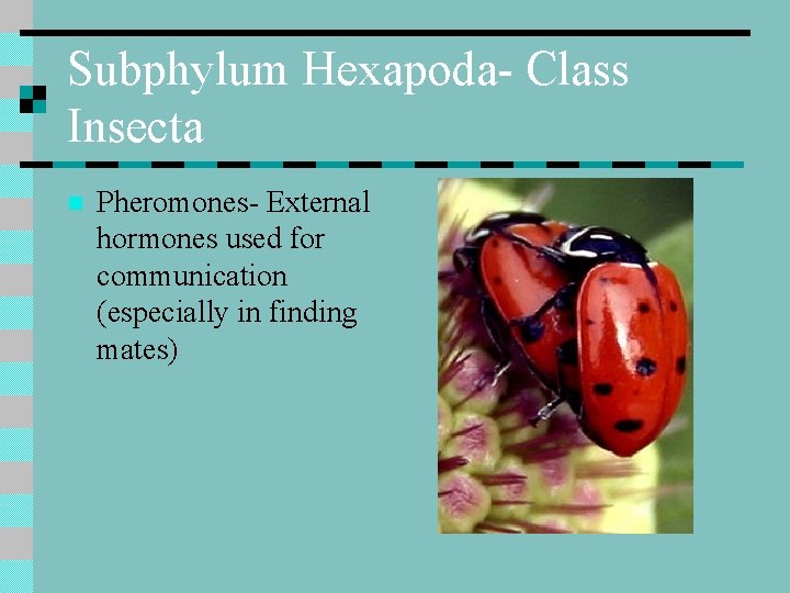 Subphylum Hexapoda- Class Insecta n Pheromones- External hormones used for communication (especially in finding