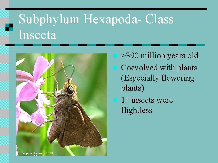 Subphylum Hexapoda- Class Insecta n n n >390 million years old Coevolved with plants
