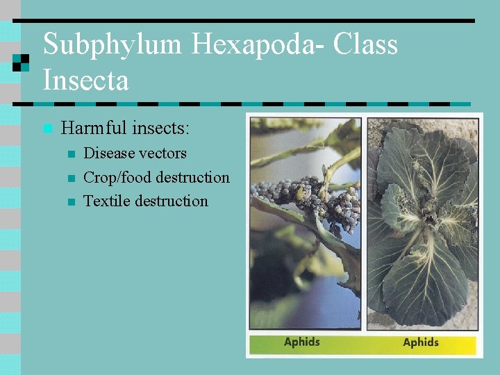 Subphylum Hexapoda- Class Insecta n Harmful insects: n n n Disease vectors Crop/food destruction