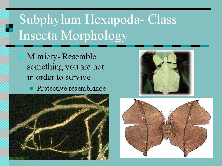 Subphylum Hexapoda- Class Insecta Morphology n Mimicry- Resemble something you are not in order