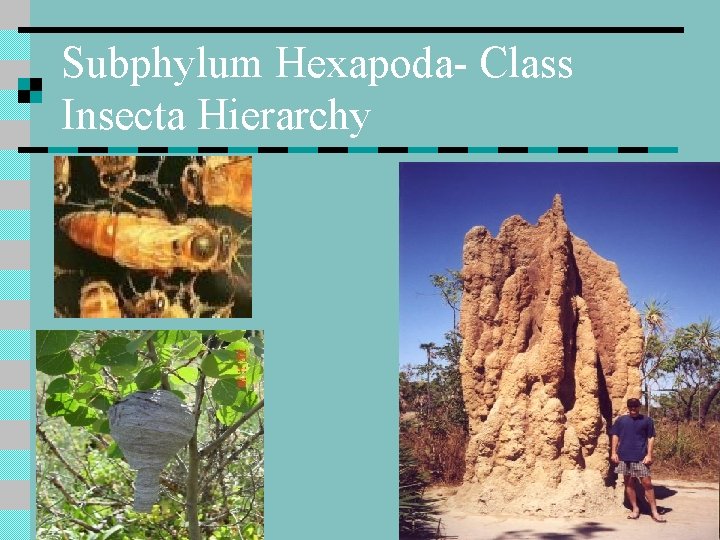 Subphylum Hexapoda- Class Insecta Hierarchy 