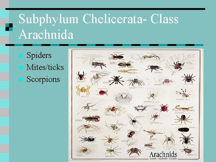 Subphylum Chelicerata- Class Arachnida n n n Spiders Mites/ticks Scorpions 