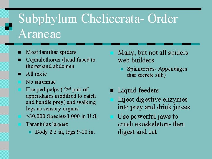 Subphylum Chelicerata- Order Araneae n n n n Most familiar spiders Cephalothorax (head fused