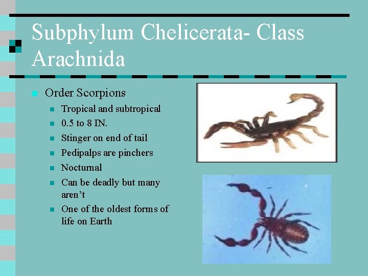 Subphylum Chelicerata- Class Arachnida n Order Scorpions n n n n Tropical and subtropical
