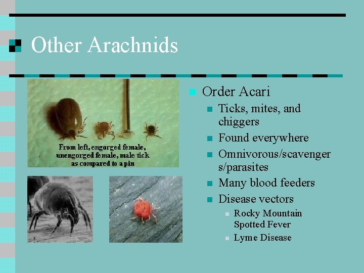 Other Arachnids n Order Acari n n n Ticks, mites, and chiggers Found everywhere