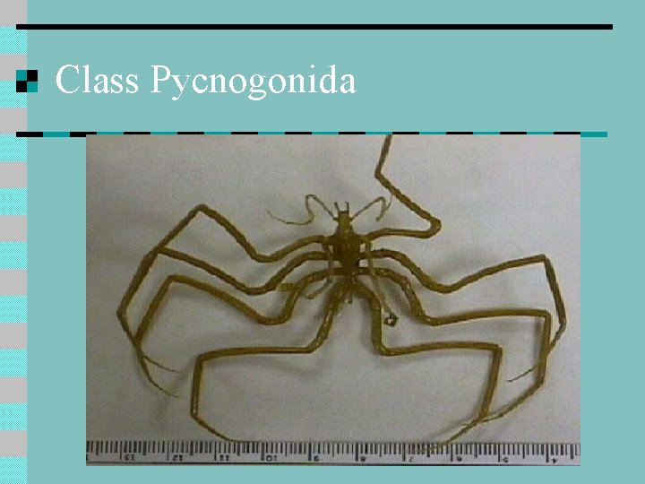 Class Pycnogonida 