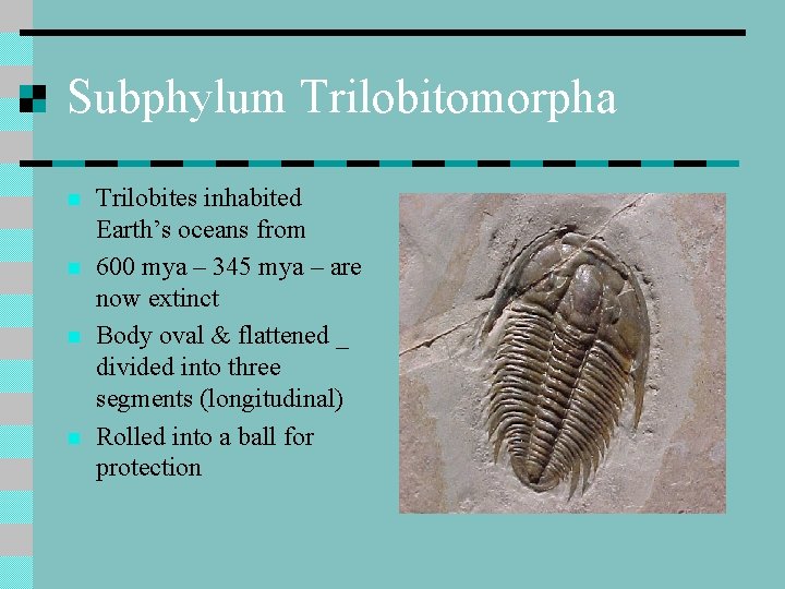 Subphylum Trilobitomorpha n n Trilobites inhabited Earth’s oceans from 600 mya – 345 mya