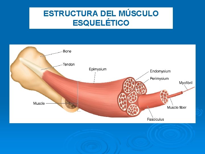 ESTRUCTURA DEL MÚSCULO ESQUELÉTICO 