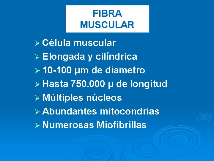 FIBRA MUSCULAR Ø Célula muscular Ø Elongada y cilíndrica Ø 10 -100 μm de