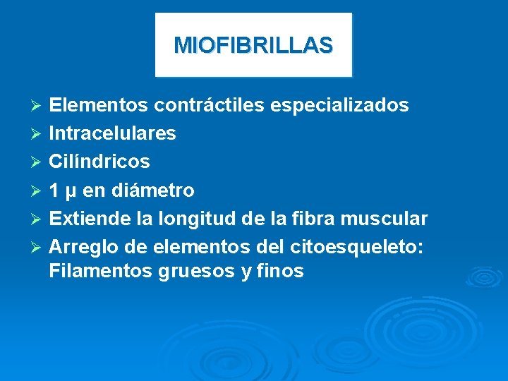 MIOFIBRILLAS Elementos contráctiles especializados Ø Intracelulares Ø Cilíndricos Ø 1 μ en diámetro Ø