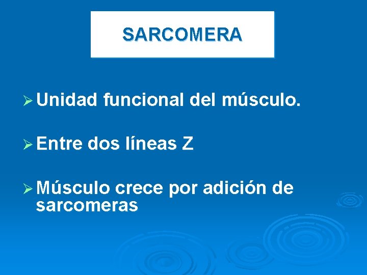 SARCOMERA Ø Unidad funcional del músculo. Ø Entre dos líneas Z Ø Músculo crece