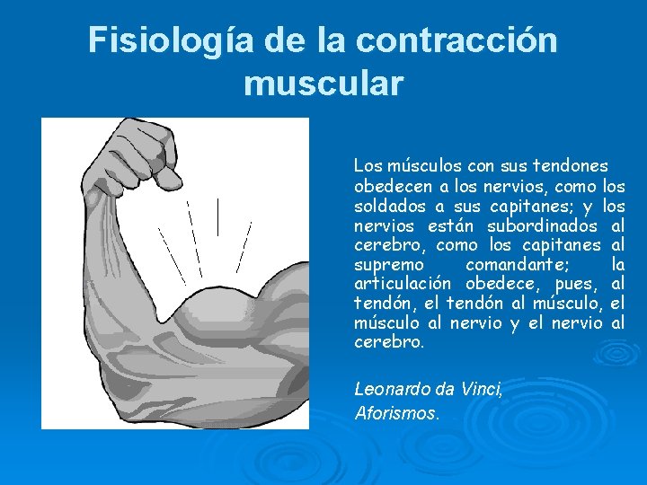 Fisiología de la contracción muscular Los músculos con sus tendones obedecen a los nervios,