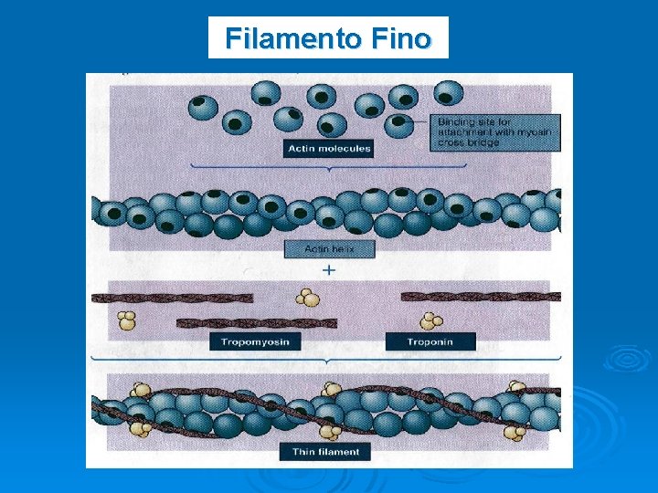 Filamento Fino 