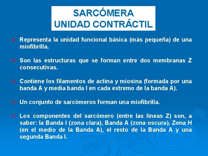 SARCÓMERA UNIDAD CONTRÁCTIL Ø Representa la unidad funcional básica (más pequeña) de una miofibrilla.