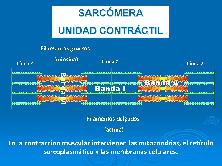 SARCÓMERA UNIDAD CONTRÁCTIL Filamentos gruesos Línea Z (miosina) Línea Z Banda M Banda I