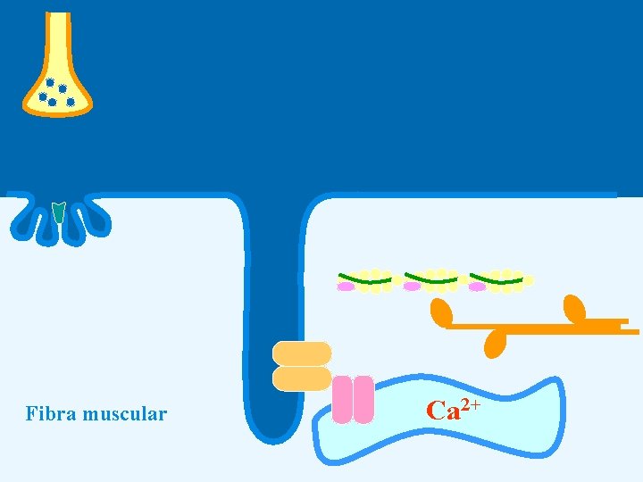 Fibra muscular Ca 2+ 