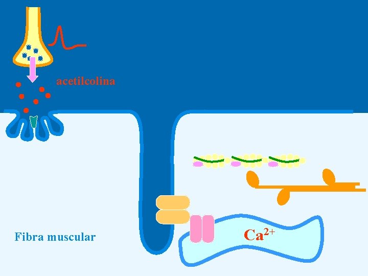 acetilcolina Fibra muscular Ca 2+ 