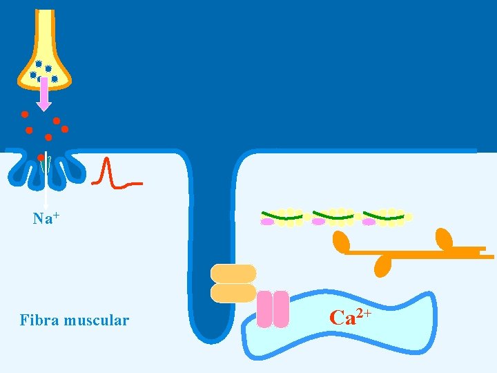 Na+ Fibra muscular Ca 2+ 