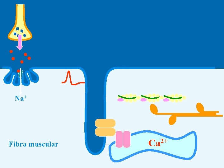 Na+ Fibra muscular Ca 2+ 