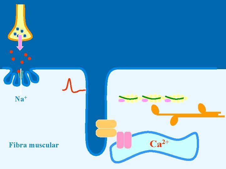 Na+ Fibra muscular Ca 2+ 