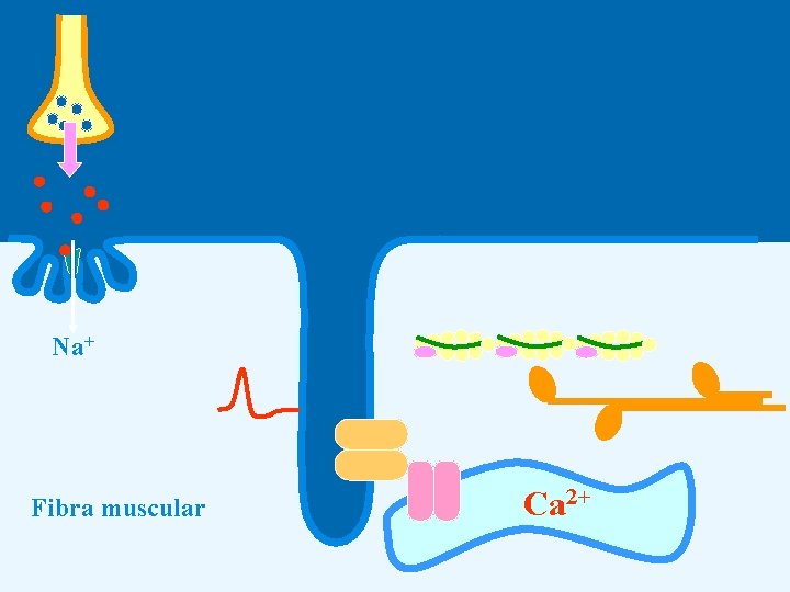 Na+ Fibra muscular Ca 2+ 