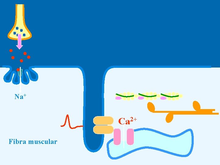 Na+ Ca 2+ Fibra muscular 