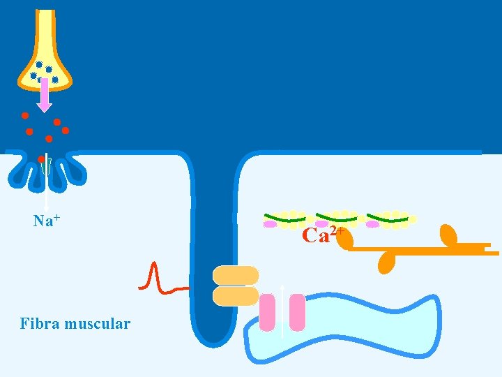 Na+ Fibra muscular Ca 2+ 