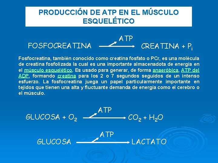 PRODUCCIÓN DE ATP EN EL MÚSCULO ESQUELÉTICO ATP FOSFOCREATINA + Pi Fosfocreatina, también conocido