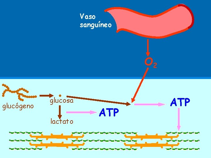 Vaso sanguíneo O 2 glucógeno glucosa lactato ATP 