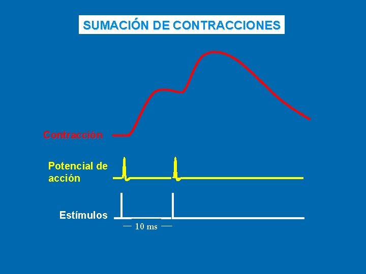 SUMACIÓN DE CONTRACCIONES Contracción Potencial de acción Estímulos 10 ms 