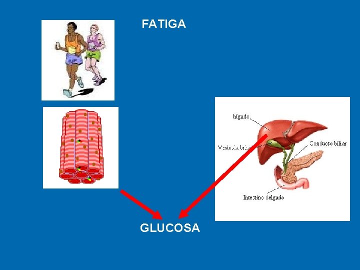 FATIGA GLUCOSA 