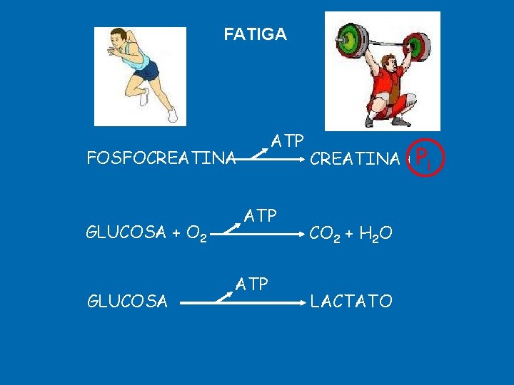 FATIGA ATP FOSFOCREATINA GLUCOSA + O 2 GLUCOSA ATP CREATINA +PPii CO 2 +