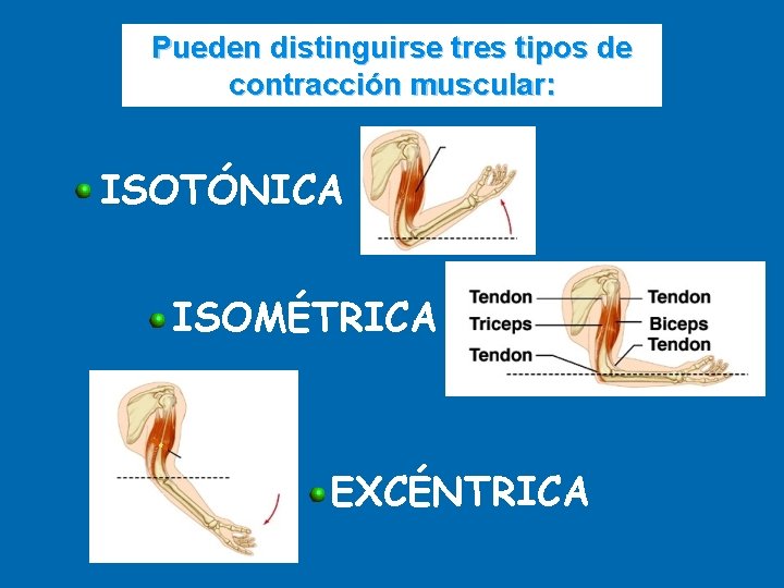 Pueden distinguirse tres tipos de contracción muscular: ISOTÓNICA ISOMÉTRICA EXCÉNTRICA 
