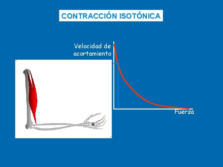 CONTRACCIÓN ISOTÓNICA Velocidad de acortamiento Fuerza 