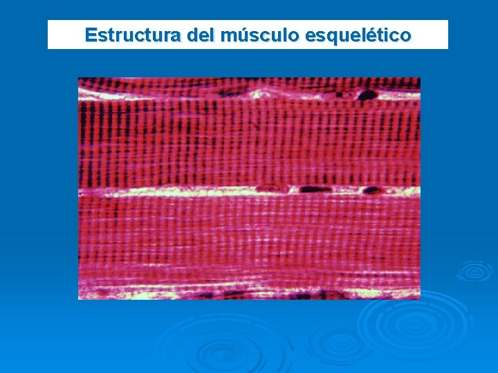 Estructura del músculo esquelético 