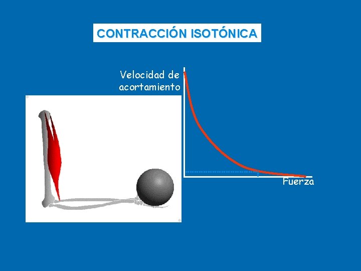 CONTRACCIÓN ISOTÓNICA Velocidad de acortamiento Fuerza 