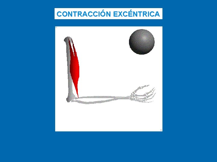 CONTRACCIÓN EXCÉNTRICA 