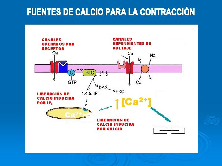 CANALES OPERADOS POR RECEPTOR CALCIO EXTRACELULAR LIBERACIÓN DE CALCIO INDUCIDA POR IP 3 Ca