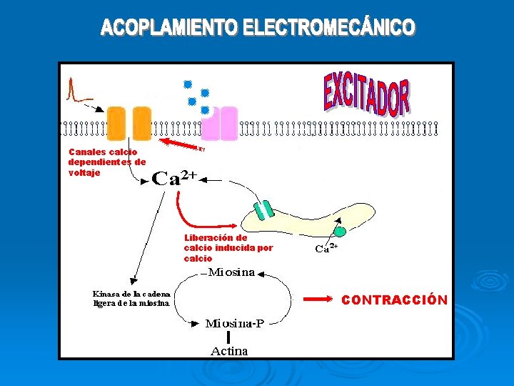 Despolarización NEUROTRANSISOR Canales calcio dependientes de voltaje Liberación de calcio inducida por calcio CONTRACCIÓN