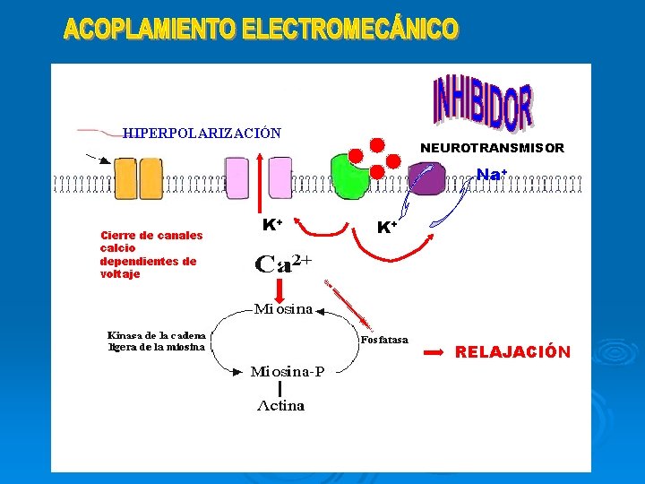 HIPERPOLARIZACIÓN NEUROTRANSMISOR Na+ Cierre de canales calcio dependientes de voltaje K+ K+ RELAJACIÓN 